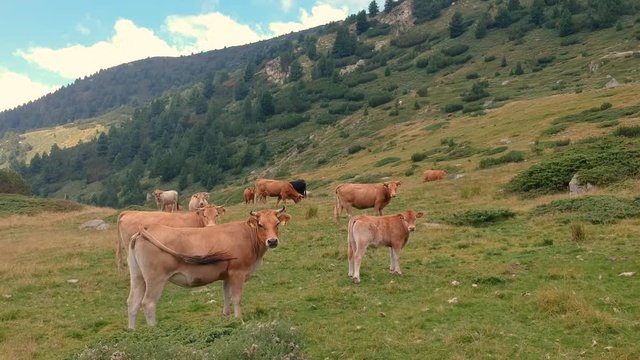 Cows in the mountain panning turn around shot including scenery around and looking towards the horizon and beyond. Part4
