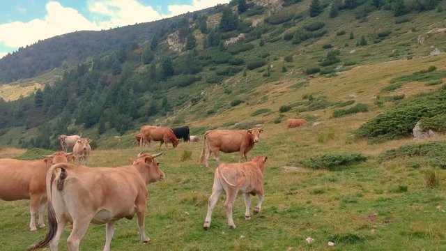 Cows in the mountain panning turn around shot including scenery around and looking towards the horizon and beyond. Part5