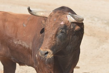 Spanish brown brave bull in the field