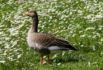 Greylag goose on a grass meadow in spring