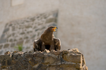 Bird of prey in wild nature