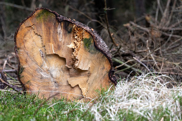A large spruce tree trunk lying in the forest. Felling of trees in the iglassym forest.
