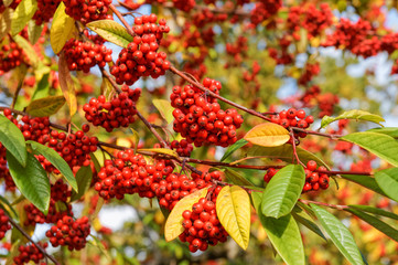 Red wild fruits on a tree