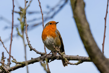 Fototapeta premium Robin (Erithacus rubecula) perching on a tree
