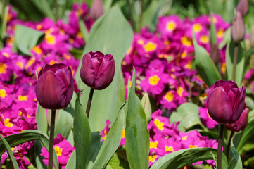 Purple tulips and primroses on flowerbed