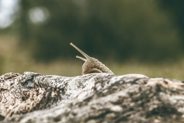 Gros escargot sur le tronc d'un arbre dans la nature