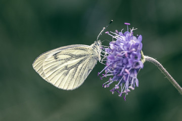 Magnifique papillon blanc butinant une fleur mauve