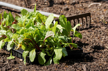 Red cabbage seedlings in tray ready for planting