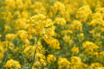 Yellow rapeseed growing on a field