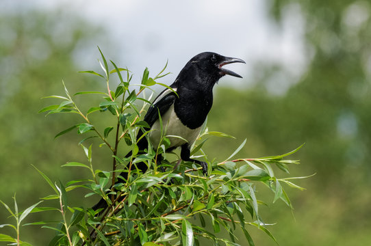 common magpie on a top of a tree