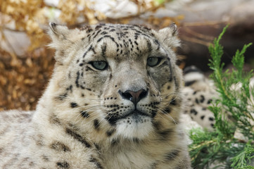 close up portrait of snow leopard