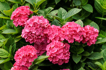 French hydrangea, Hydrangea macrophylla flowering plant