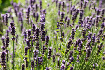 Naklejka premium purple Lavandula lavender flowers growing together