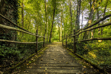Pont en bois - Paysage naturel de forêt en France - obrazy, fototapety, plakaty