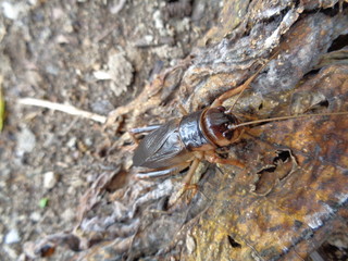 Tarbinskiellus portentosus or Brachytrupes portentosus (big head cricket, large brown cricket, short-tail cricket, gangsir, gasir) on the ground