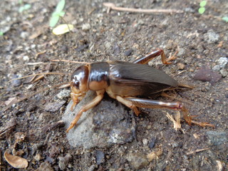 Tarbinskiellus portentosus or Brachytrupes portentosus (big head cricket, large brown cricket, short-tail cricket, gangsir, gasir) on the ground