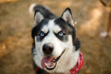 Portrait of gorgeous dog breeds husky in summer day