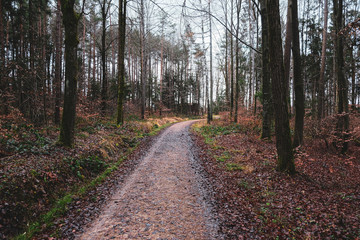 Fototapeta na wymiar Dirt track through a pine forest in winter. Taken in Bavaria, Germany