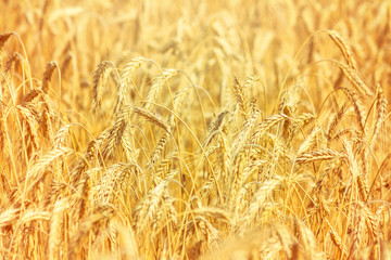 Rural landscape - field common wheat (Triticum aestivum) in the rays of the summer sun, close-up © rustamank