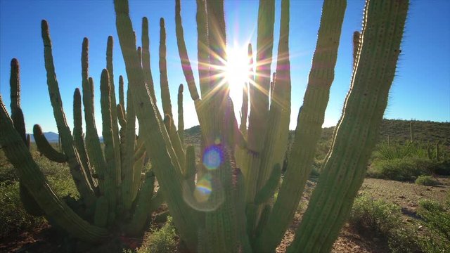 Sun Shinning Through Organ Pipe Cactus in Organ Pipe Cactus National Monument Desert Landscape, Arizona
