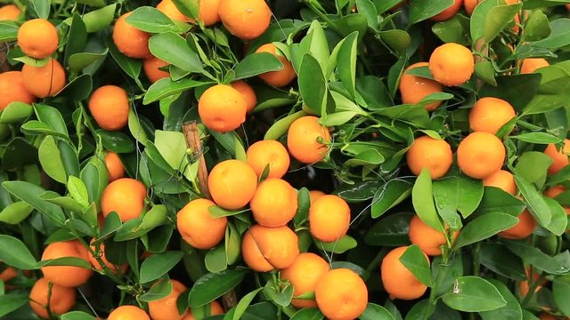 Citrus fruits for chinese spring festival's decoration