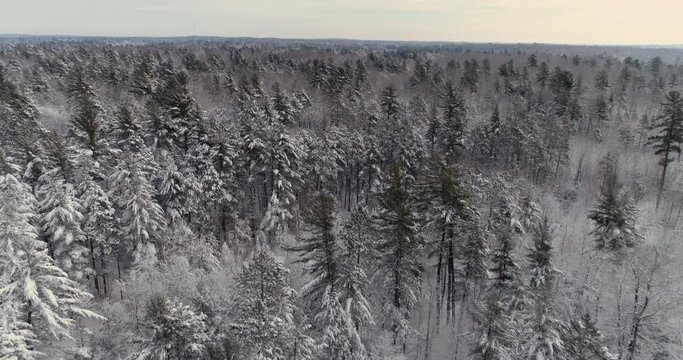 Aerial backwards above wood trees covered by fresh snow. Natural winter background