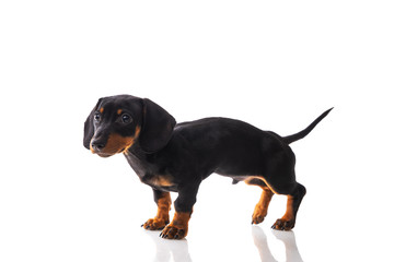 Funny sausage dog, dachshund puppy posing isolated on white background