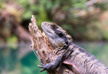 Australian Water Dragon resting on the tree