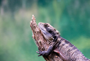 Australian Water Dragon resting on the tree
