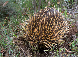 Hiding echidna in the forest, Australia