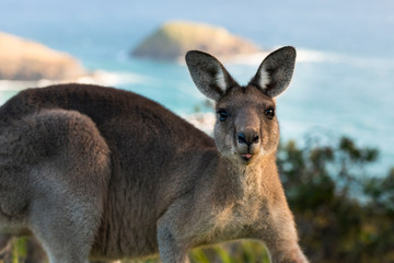 Friendly kangaroo, Australia