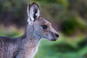 Friendly kangaroo, Australia