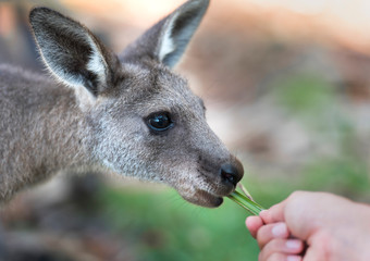 Friendly kangaroo, Australia