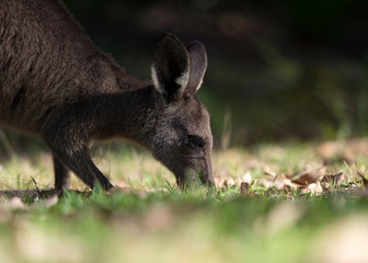 Fototapeta premium Friendly kangaroo, Australia
