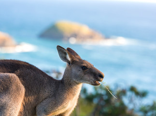 Friendly kangaroo, Australia