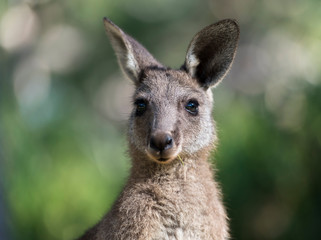 Naklejka na ściany i meble Friendly kangaroo, Australia