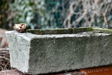 bird bath in the garden 