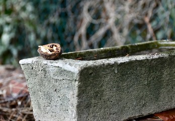 bird bath in the garden 