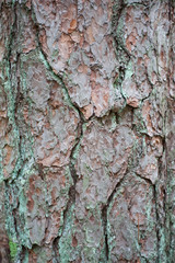 red pine bark