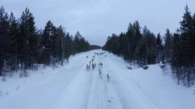 Aerial view of herd of reindeer, which ran on snow in Norway road