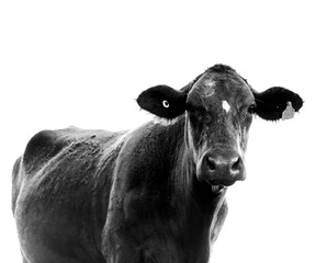 Black and white photo of a cow, Hunter Valley Australia	