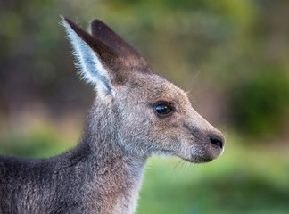 Friendly kangaroo, Australia