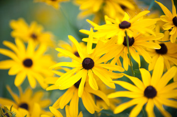 rudbeckia subtometosa at night