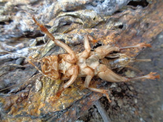 Tarbinskiellus portentosus or Brachytrupes portentosus (big head cricket, large brown cricket, short-tail cricket, gangsir, gasir) in the nature