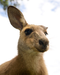 Friendly kangaroo, Australia