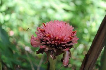 flores