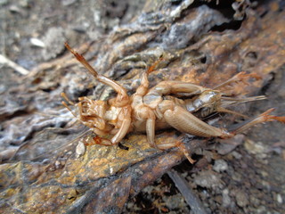 Tarbinskiellus portentosus or Brachytrupes portentosus (big head cricket, large brown cricket, short-tail cricket, gangsir, gasir) in the nature