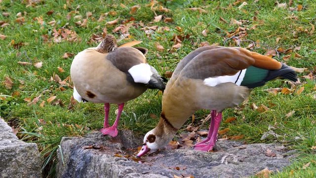 Two Egyptian Geese beside a puddle. The right one drinks from the puddle.