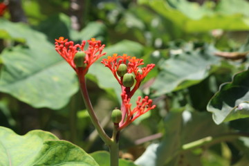 FLORES FLOWERS NATURE