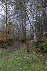 birch trees and yellow foliage at opening of trailhead with fallen leaves